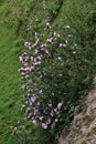 Vertical tilted shot of pink flowers growing in a grassy field