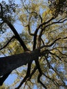 Vertical tilted shot of a thin tree with many branches under the sunlight