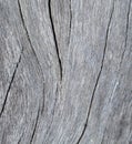 Vertical timber texture close up photo. Monochrome wood background. Royalty Free Stock Photo