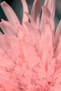Vertical toned background made of bright sunlit pink colored macro dandelion