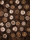 Vertical top view of different dried citruses and apples in a pattern