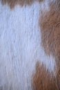 Vertical top view of fuzzy white and brown fur - fluffy animal fur texture Royalty Free Stock Photo