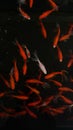 Vertical top view of group of adorable goldfish swimming near the surface