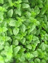Vertical top view of Mentha plants