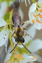 Vertical top view of an orange-tailed mining bee on a flower Royalty Free Stock Photo