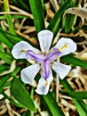 Vertical top view shot of a fortnight lily flower in the garden.