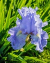 Vertical top view shot of a purple Bearded iris in a garden on a sunny day Royalty Free Stock Photo