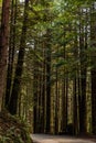 Vertical of a trail in redwood trees in Redwood National and State Park in Northern California, USA Royalty Free Stock Photo