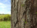 Trunk of a mature tree with ants carrying leaves