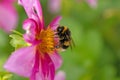 Vertical tree bumble bee on a single pink Dahlia flower. Royalty Free Stock Photo