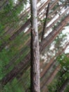 One vertical tree