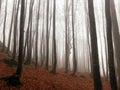 Vertical tree shadows in autumn mystery fog mountain forest, Italy