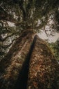 Vertical tree trunk in forest, New Zealand