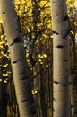 Vertical of tree trunks in an aspen tree forest