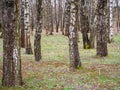 Vertical tree trunks, birch grove, fallen leaves Royalty Free Stock Photo