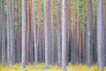 Vertical tree trunks in the forest Royalty Free Stock Photo