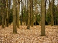 Vertical tree trunks in the forest, scattered leaves Royalty Free Stock Photo