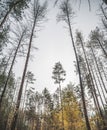 Vertical tree trunks of a pine forest rush into the cloudy sky, and birch trees that turn yellow in autumn grow below Royalty Free Stock Photo