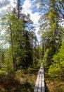 Vertical. Trekking wooden path at beautiful wild place crossing a dense taiga forest, walkway to the adventurous. Exploration.