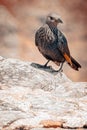 Vertical of a Tristram's Starling (Onychognathus tristramii) on the rock on the blurred bakcground