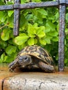 Vertical of a turtle under the fence and leaves.