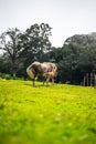 Vertical of two horses playing in the field. Royalty Free Stock Photo