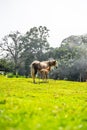 Vertical of two horses playing in the field. Royalty Free Stock Photo