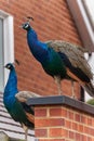 Vertical of two peafowls next to the house. Royalty Free Stock Photo