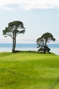 Vertical of two trees on a mountain edge with some sheep on the green grass Royalty Free Stock Photo