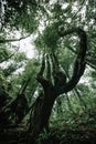 Vertical undershoot of algae trees with sky background Royalty Free Stock Photo