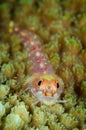 Vertical underwater closeup shot of a blenny fish swimming among yellow coral Royalty Free Stock Photo