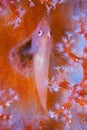Vertical underwater shot of an orange goby fish surrounded by star shaped coral Royalty Free Stock Photo