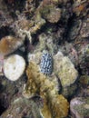 Vertical underwater shot of a strange blue marine animal resting on a coral reef