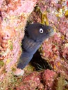 Vertical underwaterr shot of a Muraena Augusti, black moray eel Royalty Free Stock Photo