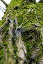 Vertical upclose look at tree moss