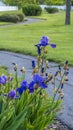 Vertical Vibrant blue flowers with long green leaves growing beside a narror curving road Royalty Free Stock Photo