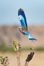 A lilac-breasted roller takes flight in Savute.