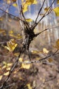 Vertical of a victim caught in the spider web on a tree with yellow leaves on the blurred background