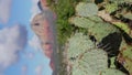 Vertical Video Prickly Pear Cactus in Sedona