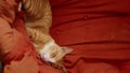 Vertical video of ginger cat lounging on a cushy red couch