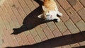 Vertical view from above of undomesticated white and red cat sitting on asphalt in the street