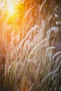 Vertical view abstract soft focus of field of grass during sunset in natural background Royalty Free Stock Photo