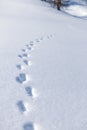 Vertical view of animals' footprints on the surface of deep snow in the winter Royalty Free Stock Photo