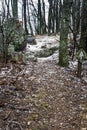 Vertical View of the Appalachian Trail in the Winter Royalty Free Stock Photo