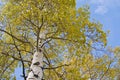 Vertical view of Aspen tree Royalty Free Stock Photo