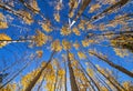 Vertical  View Of Aspen Trees During Fall Royalty Free Stock Photo