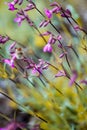 Vertical view of beautiful tiny purple flowers isolated on a blurred background Royalty Free Stock Photo