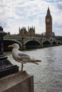 Vertical view of Big Ben, Westminster Bridge and Seagull Royalty Free Stock Photo