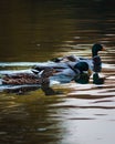 Vertical view of brown and green mallard ducks swimming in the water