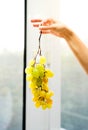 Vertical view of bunch of green grapes being hold by woman hands in the kitchen. Healthy fruit eating concept Royalty Free Stock Photo